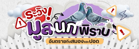 ระวัง! มูลนกพิราบ อันตรายถึงสมองและปอด