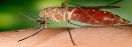 วงจรชีวิตของเชื้อมาลาเรีย